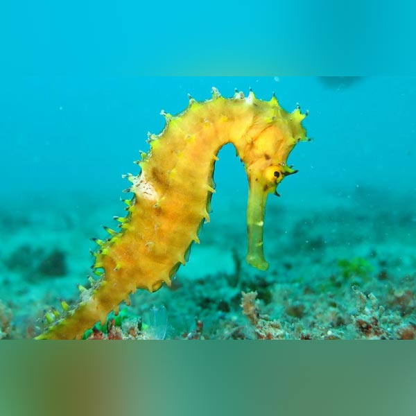 Yellow Seahorse Tank Raised