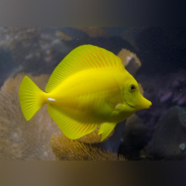 Yellow Tang