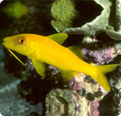 Yellow Goatfish