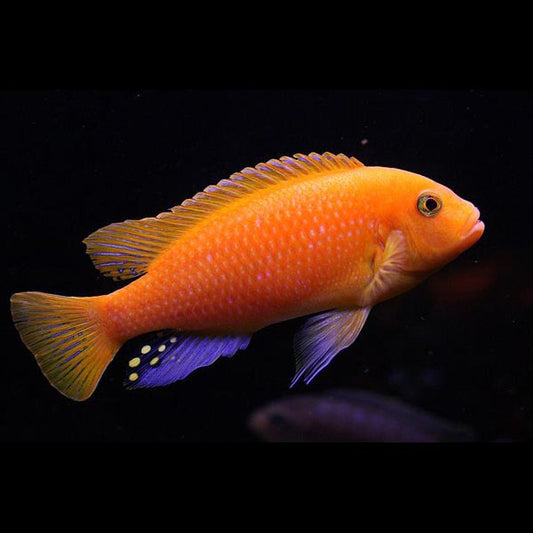 Zebra Cichlid Red