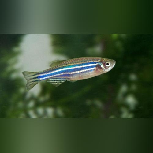 Zebra Danio