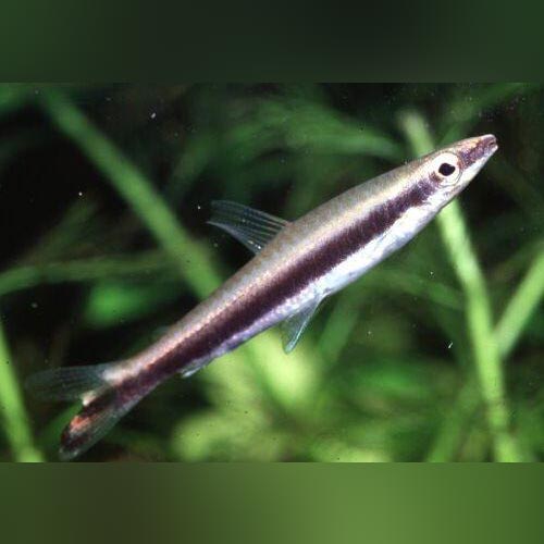 Zipper Pencilfish