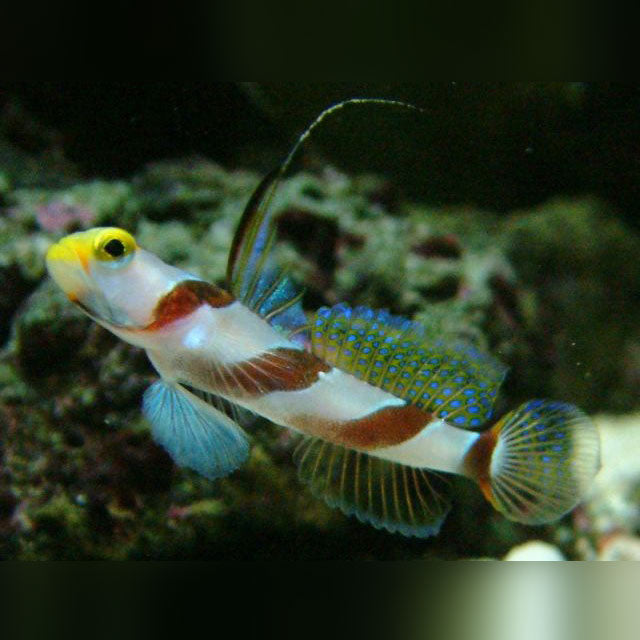 Goebys Gobies for Sale | AquariumFish.com