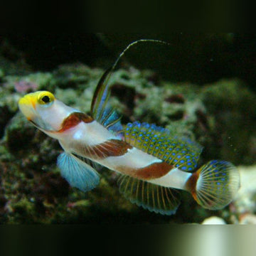 Gobies for Sale | AquariumFish.com