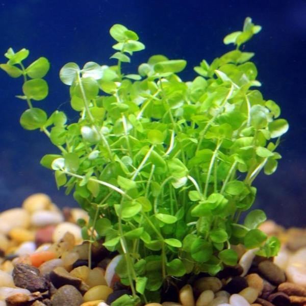 Baba Tea Räta Baby Tears for sale – AquariumFish.com