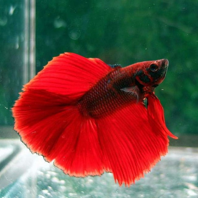 Full Moon Betta Male