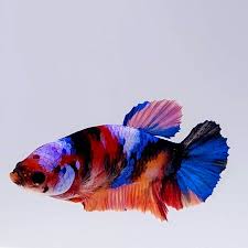 Female Koi Betta for sale – - Main Image