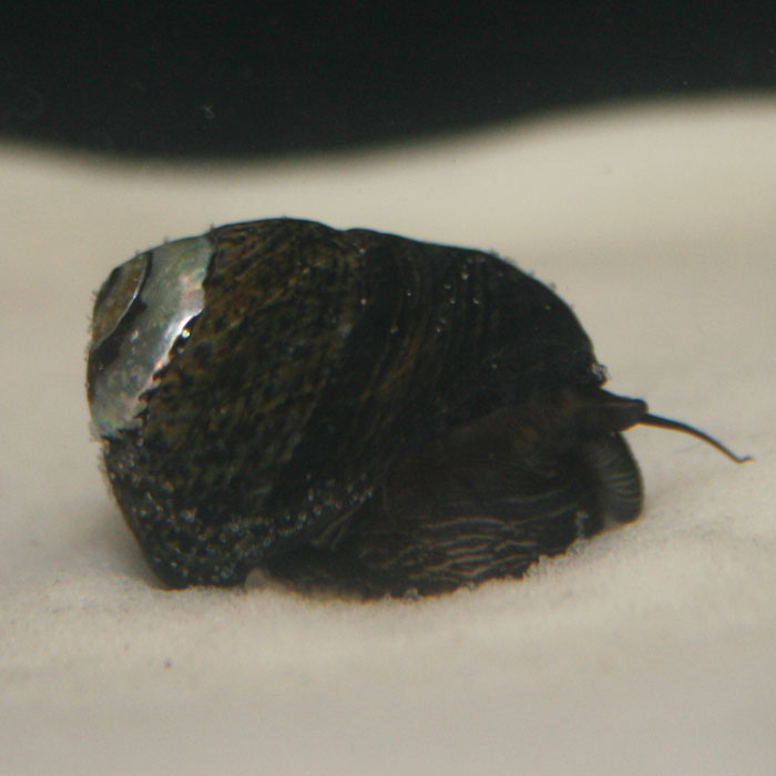 Black Margarita Snail