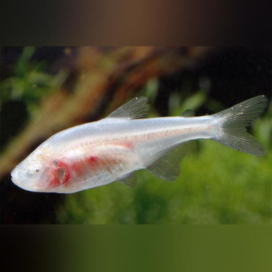 Blind Cave Tetra