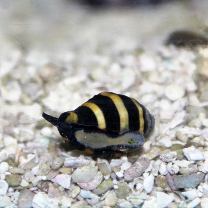 Bumblebee Snail (Saltwater)