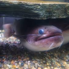 Gulper Catfish