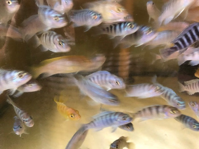 Kenyi Cichlid