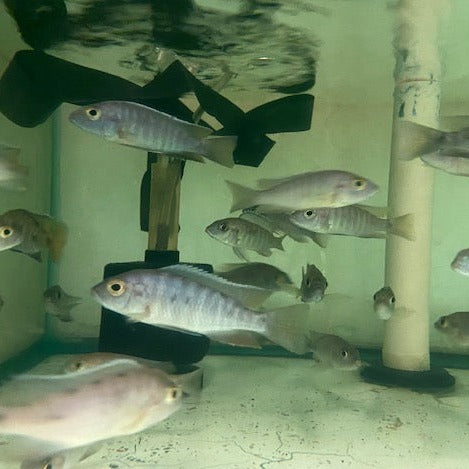 Midnight Peacock Cichlid