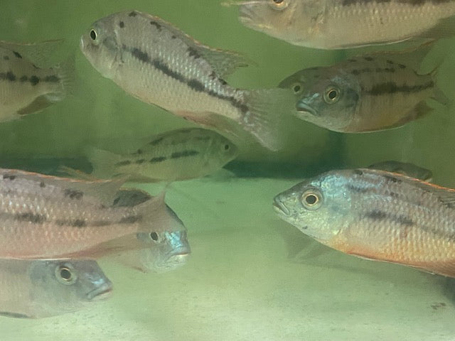 Red Empress Cichlid