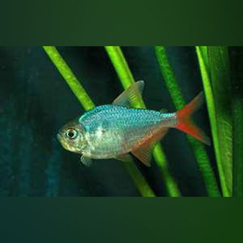 Red Blue Colombian Tetra