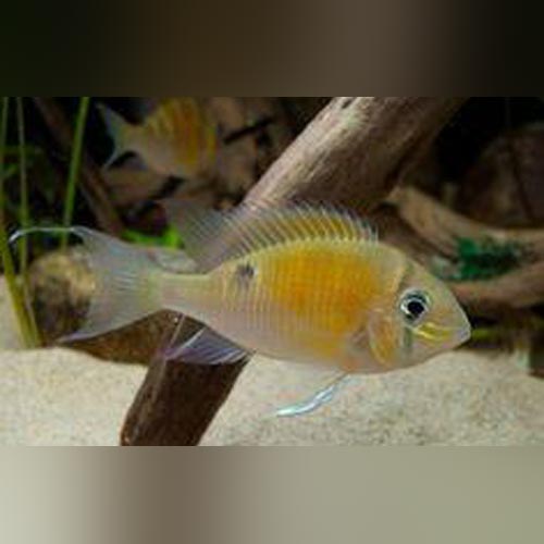 Cupid Cichlid