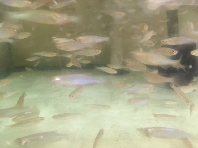 Pearl Danio