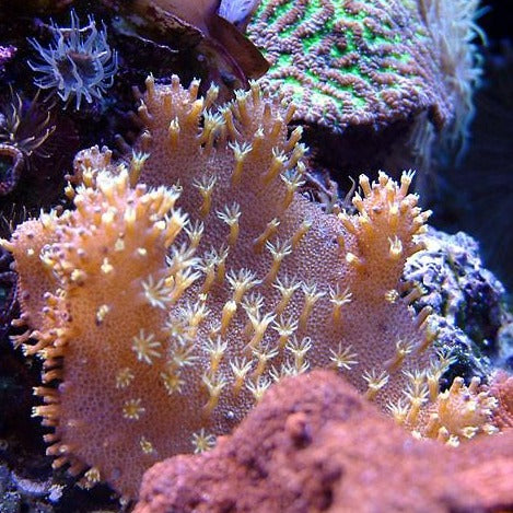 Devil's Hand Coral for sale – AquariumFish.com