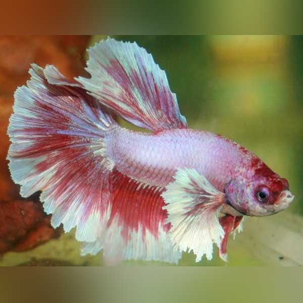 Dumbo Ear Betta Male Veil Tail