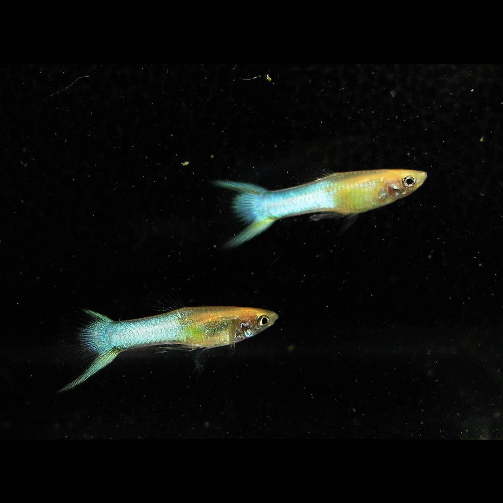 Endler Sky Blue - Male