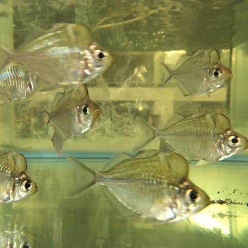 Giant Humphead Glass Fish for sale