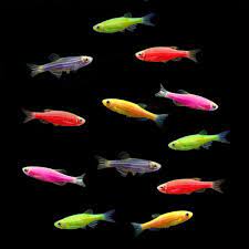 Assorted Glofish Danio (3 Pack)