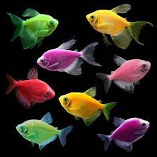 Assorted Glofish Tetra (3 Pack)