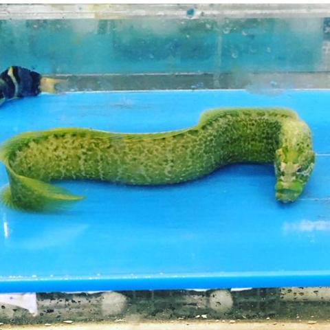 Green Wolf Eel