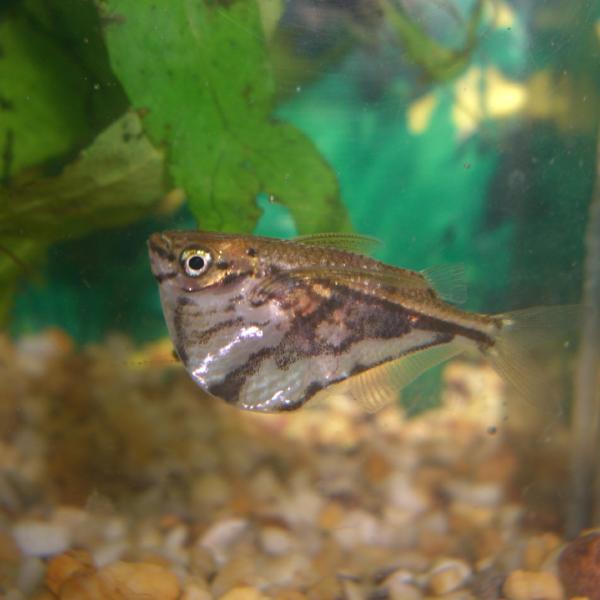 Marble Hatchetfish