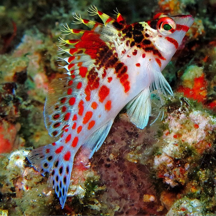 Hawkfish Spotted Hawkfish for Sale | Live Saltwater Fish – AquariumFish.com