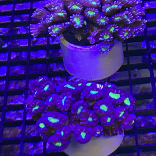 Red and Green Candy Cane Coral
