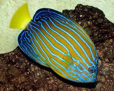 Blueline Angelfish (Vietnamese)