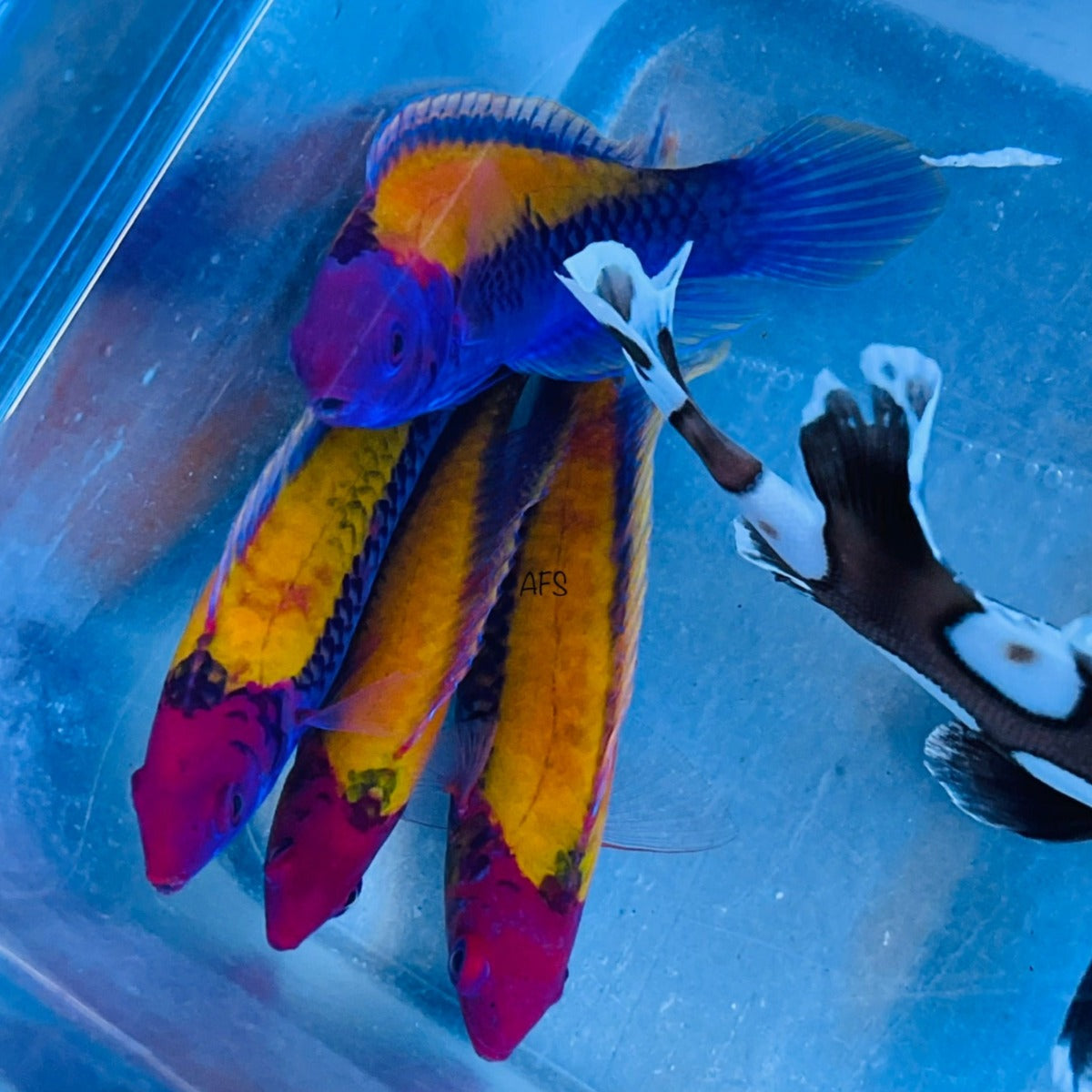 Orange-Back Fairy Wrasse