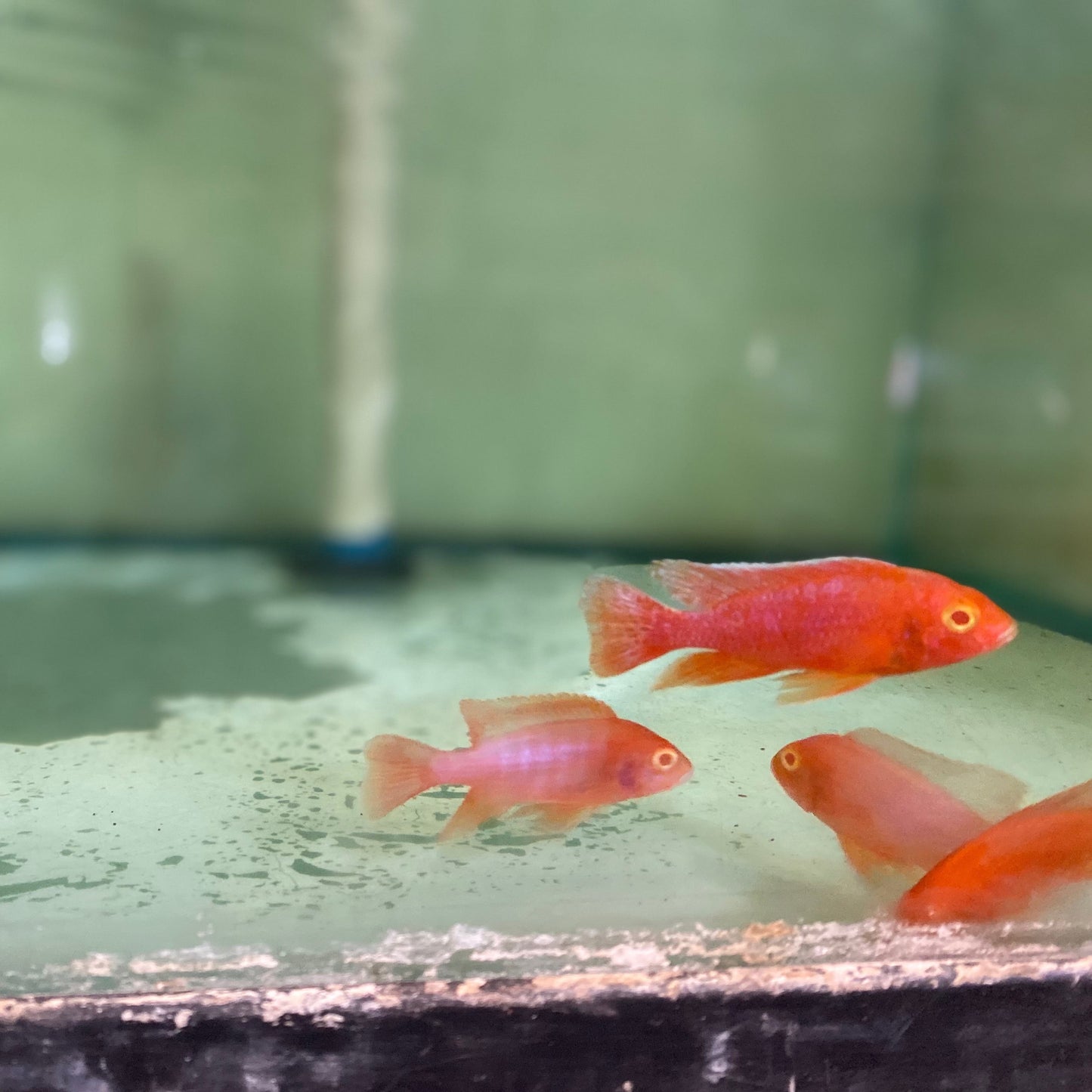 Peacock Cichlid Albino