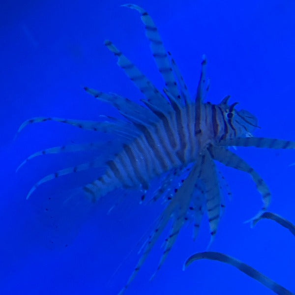 Volitan Lionfish (Red)