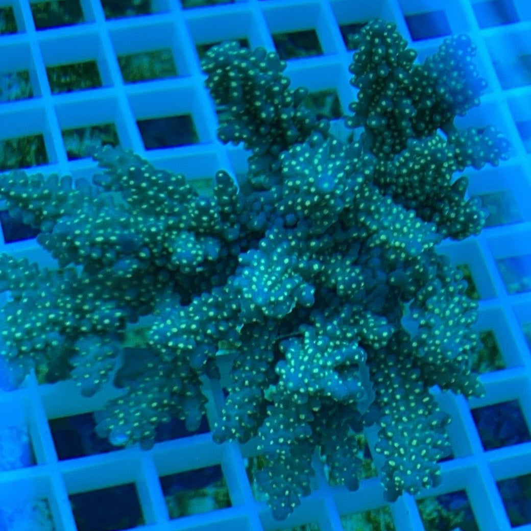 Fancy Tricolor Acropora