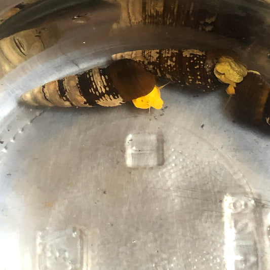 Golden Rabbit Snail