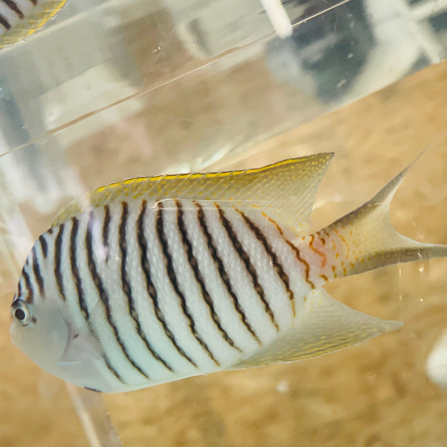 Zebra Angelfish