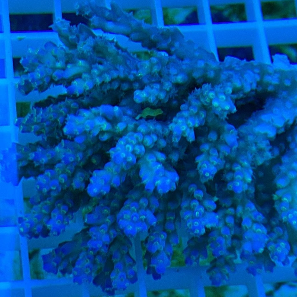 Fancy Tricolor Acropora