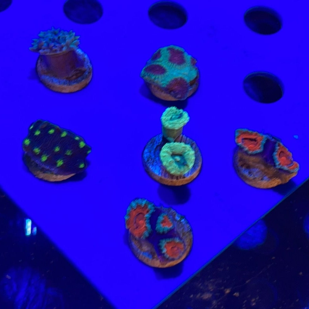 Assorted 6 lot Coral Frags Aussie