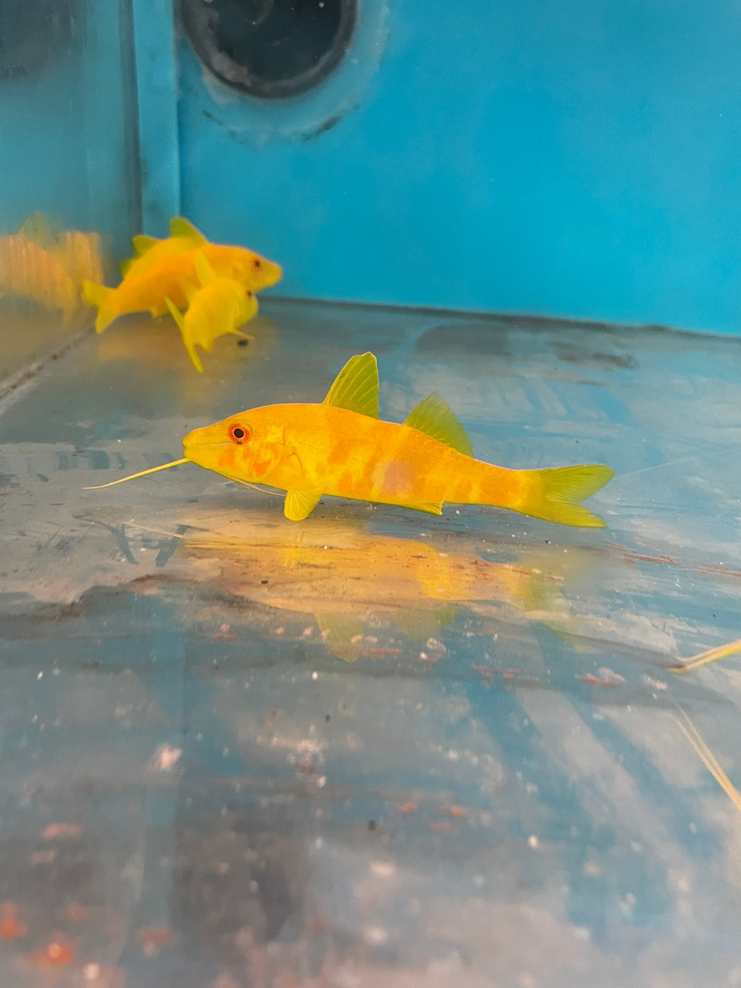 Yellow Goatfish