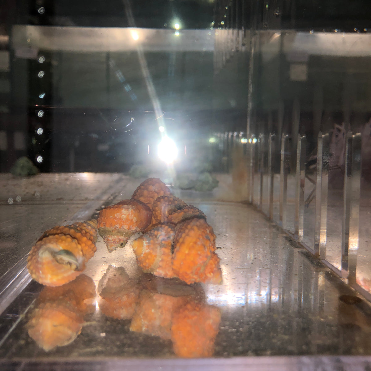 Chestnut Fish Orange Chestnut Snail for sale – AquariumFish.com
