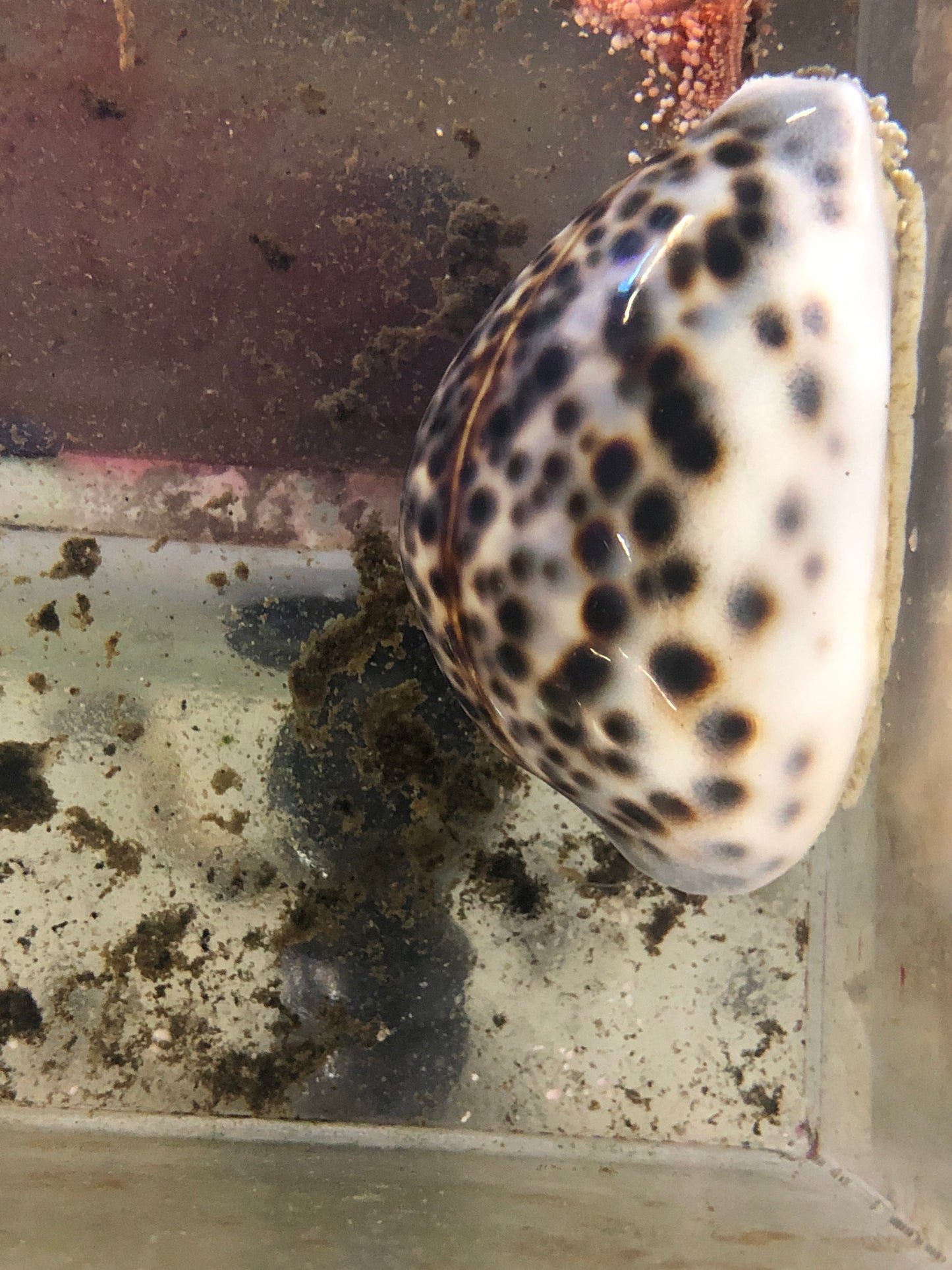 Tiger Cowrie