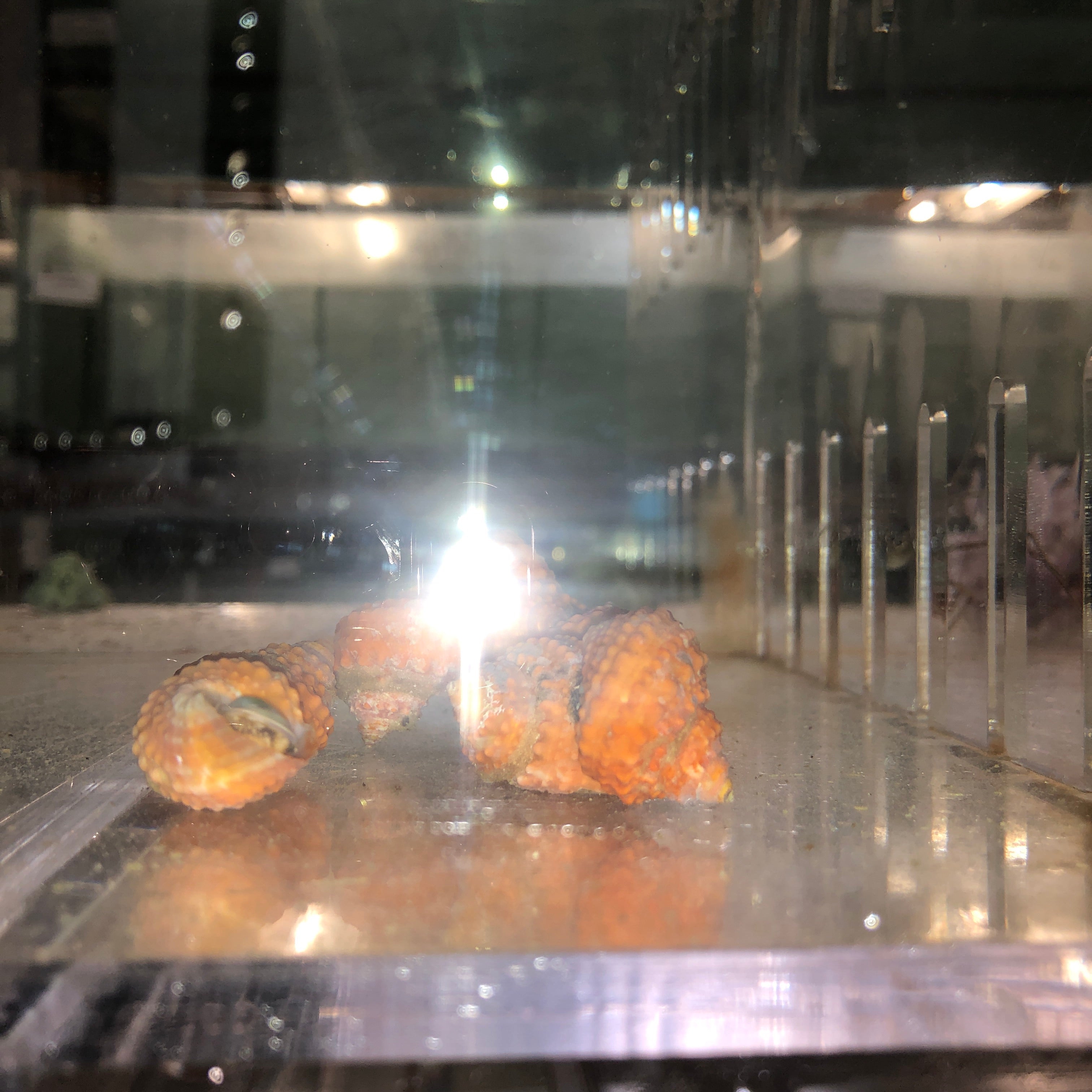 Chestnut Fish Orange Chestnut Snail for sale – AquariumFish.com