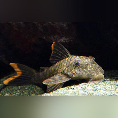 L-106 Orange Seam Pleco