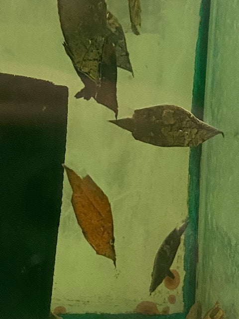 Amazon Leaf Fish