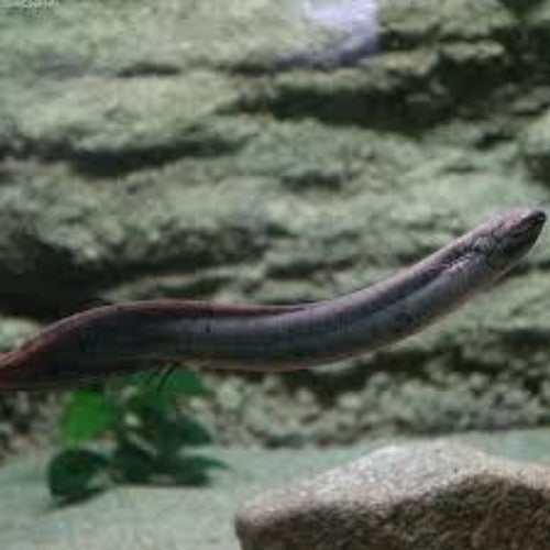 South American Lungfish