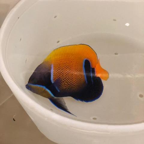 Majestic Angelfish