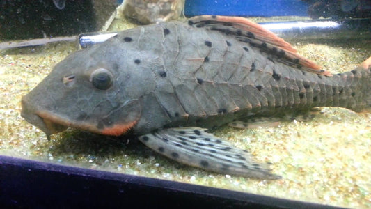 Pineapple Pleco