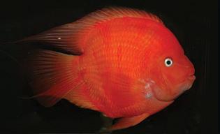 King Kong Parrot Cichlid